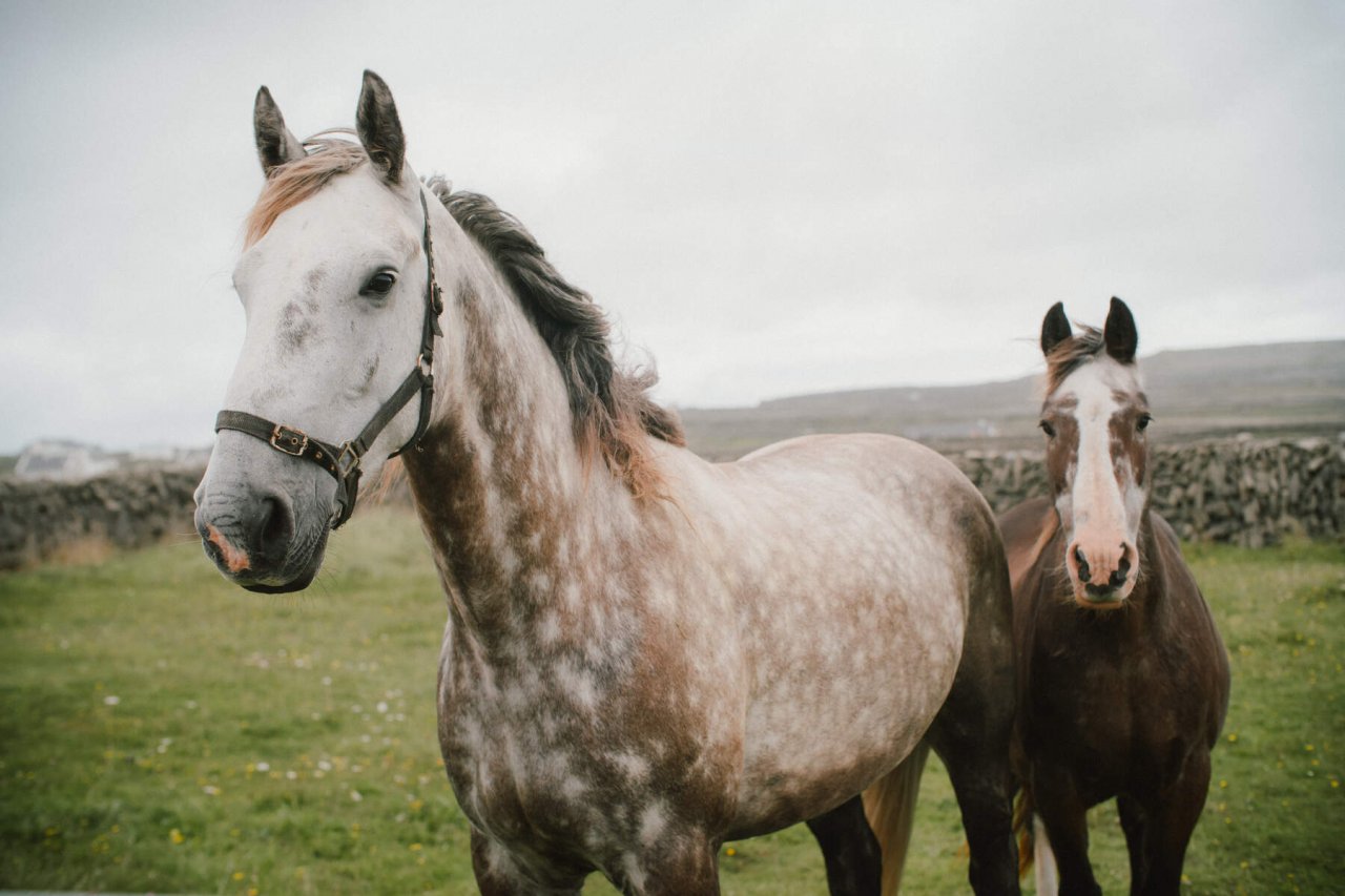 Connemara Pony